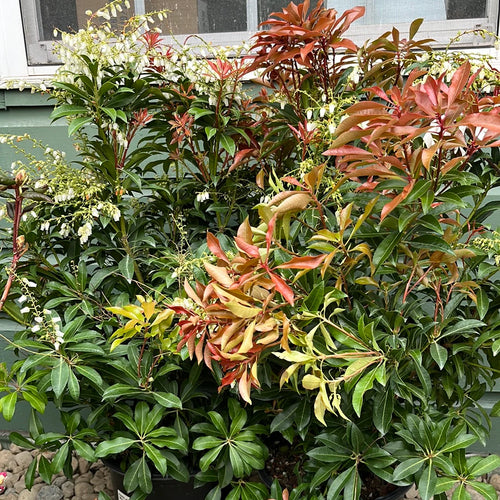 Andromède (Piéris)