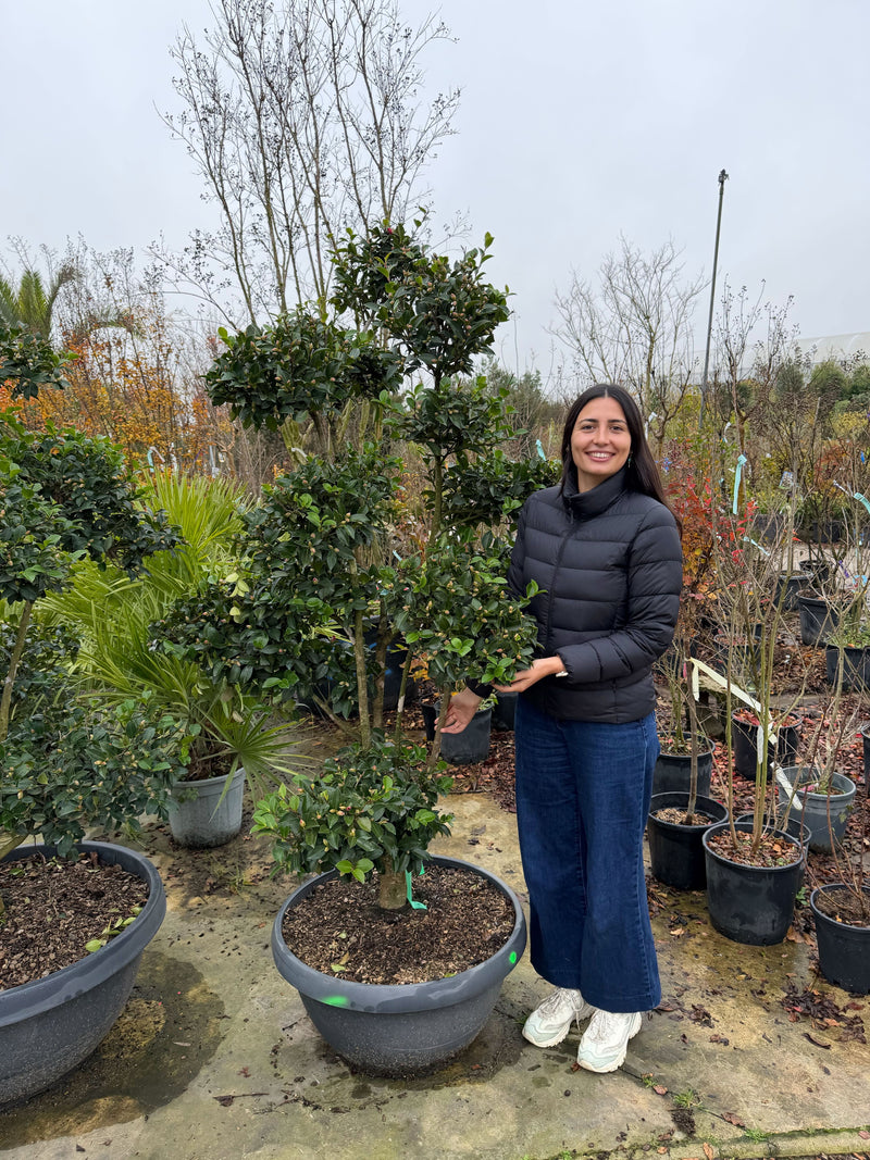 Camélia d’automne en pompon