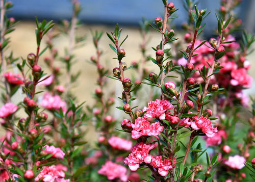 Arbre à thé (Leptospermum Coral candy)