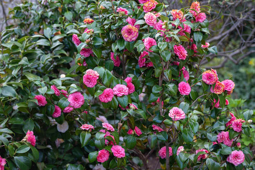 Camélia du Japon (Camelia Japonica)