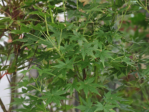 Acer Palmatum Going Green