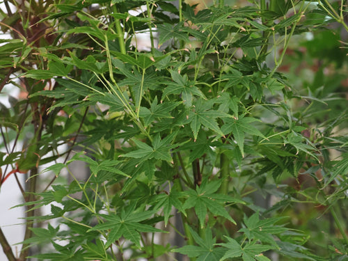 Acer Palmatum Going Green