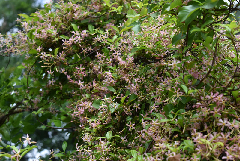 Jasmin étoilé à fleurs roses Pink Shower en cône (Trachelospermum asiaticum Pink Showers)