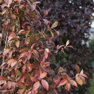 Jasmin Ruby à feuilles rouges (Trachelospermum jasminoides Winter Ruby)