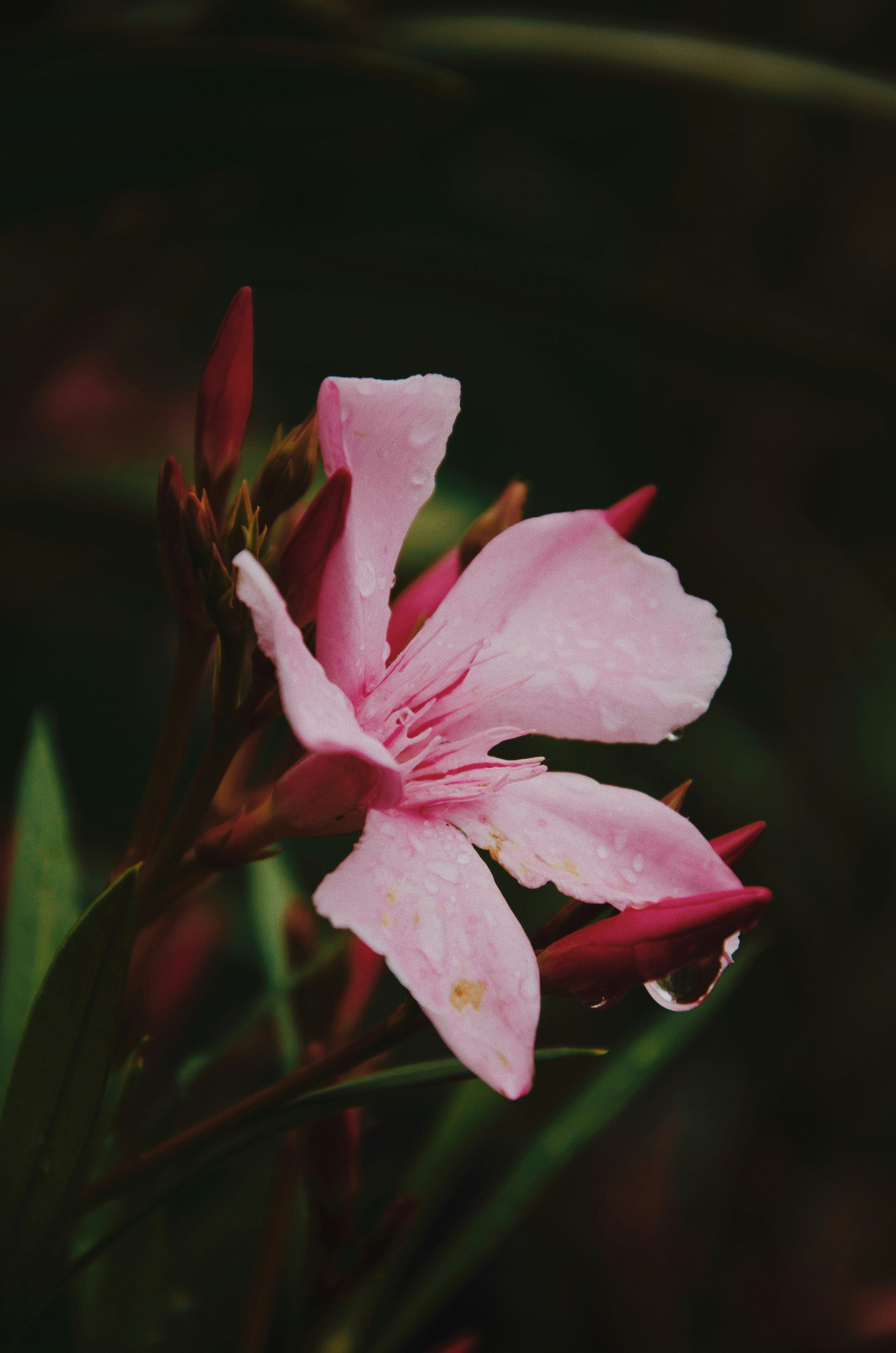 Image to render