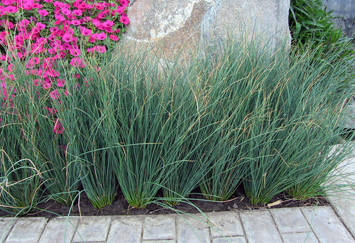 Jonc glauque (Juncus inflexus Blue Arrows)