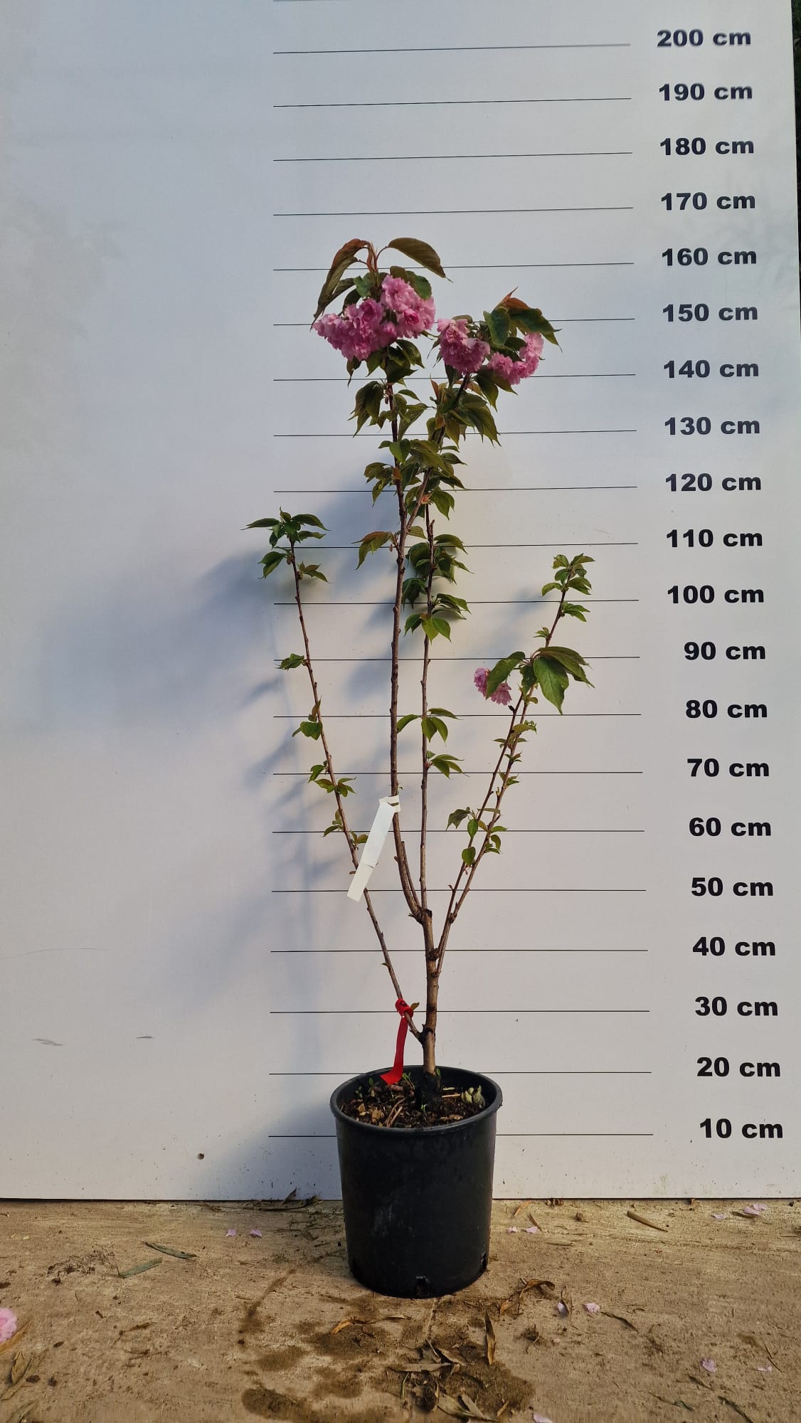 Cerisier Japonais à Fleurs (Prunus Serrulata Kanzan)