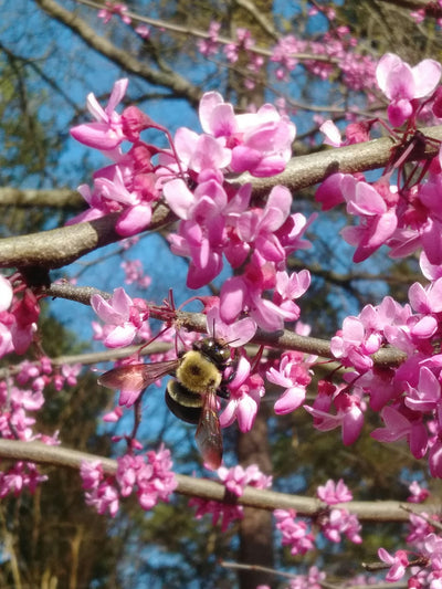 Arbre de Judée à fleurs roses (Cercis Siliquastrum)