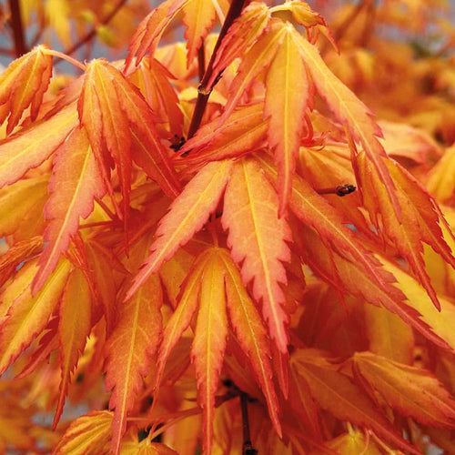 Acer Palmatum Katsura