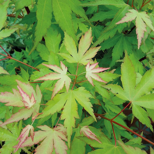 Acer Palmatum Katsura