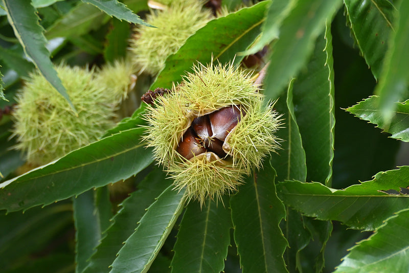 Châtaignier (Castanea sativa)