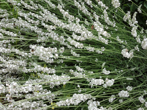 Lavande blanche (Lavandula Angustifolia Edelweiss)