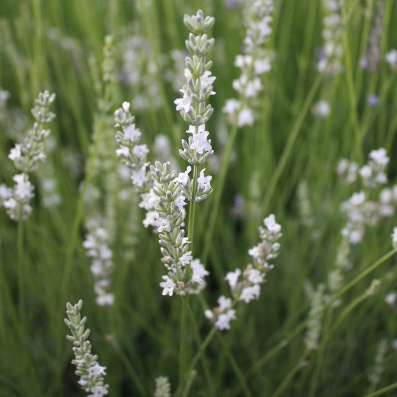 Lavande blanche (Lavandula Angustifolia Edelweiss)