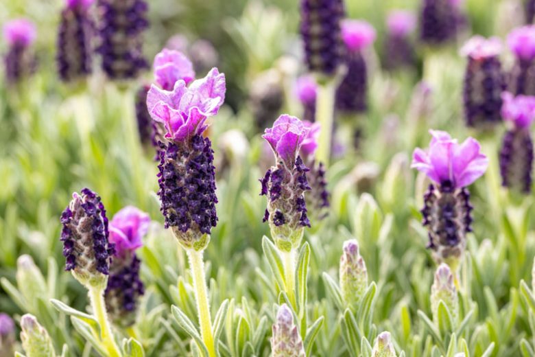 Lavande papillon (Lavandula Stoechas)