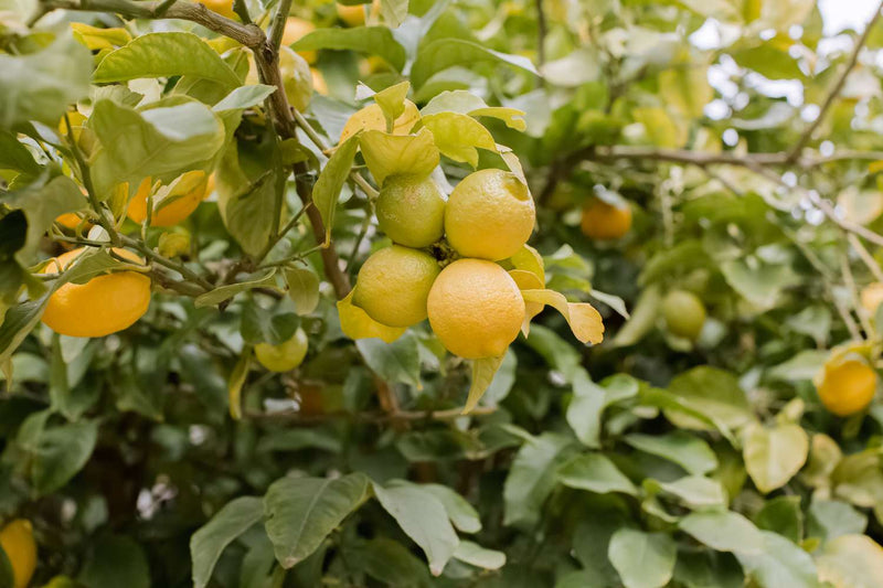 Citronnier Jaune en Tonneau