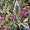 Image to render