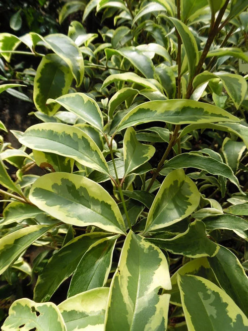 Troène du Japon panaché en tige