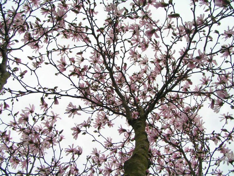 Magnolia stellata Rosea