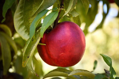 Nectarinier en Palissade