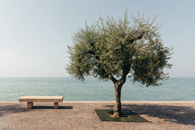 Olivier Classique (Olea Europaea)