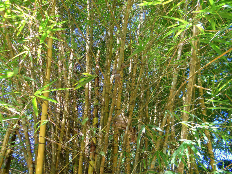 Bambou (Phyllostachys) Aurea