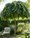 Image to render