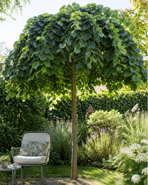 Orme pleureur (Ulmus glabra ‘Pendula’)