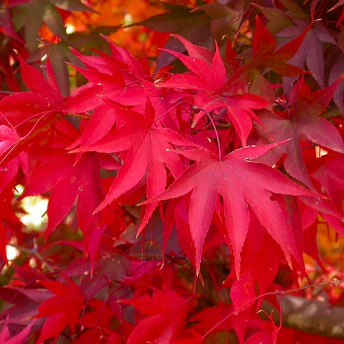 Acer Palmatum Ozakazuki