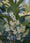 Image to render