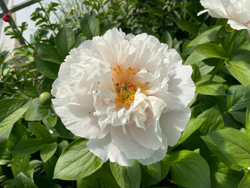 Pivoine (Paeonia)