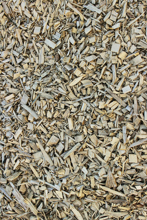 Paillage de Miscanthus
