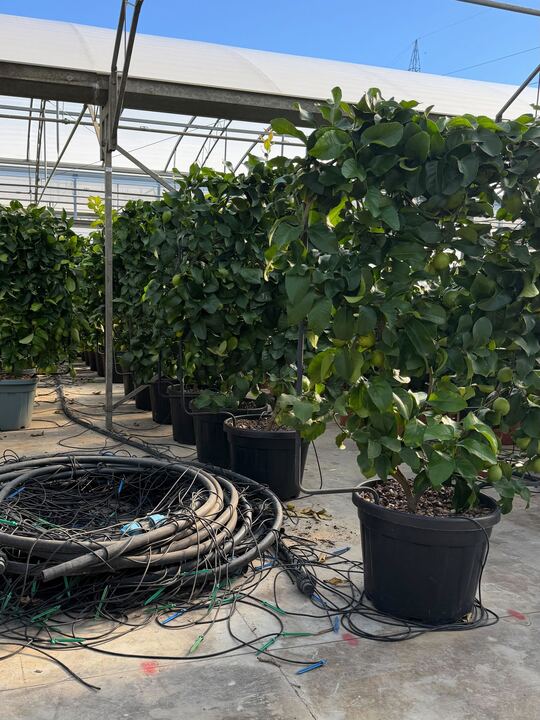 Palissade Citronnier Jaune