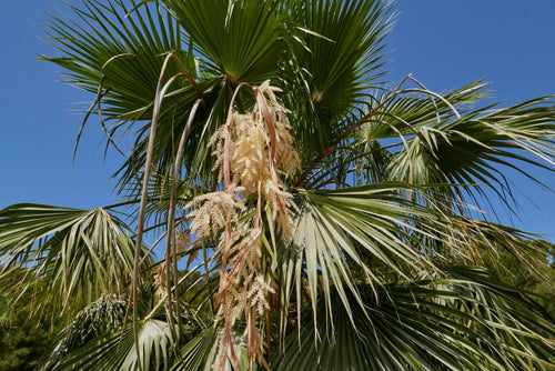 Palmier du Mexique (Washingtonia Robusta)