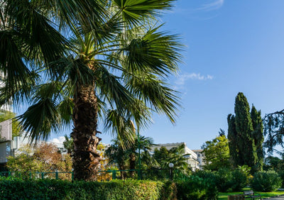 Palmier du Mexique (Washingtonia Robusta)