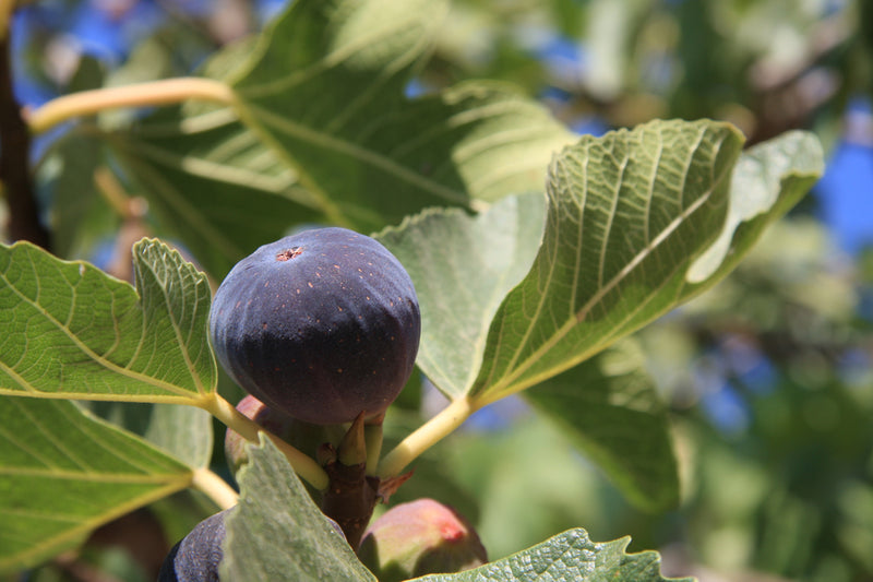 Figuier Noire de Caromb (Ficus carica Noire de Caromb)