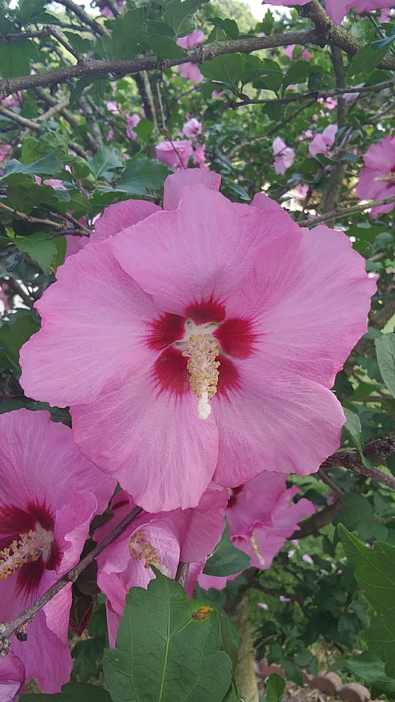Hibiscus Rose (Hibiscus syriacus)