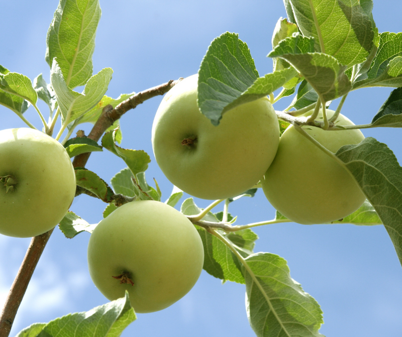 Pommier Granny Smith (Malus domestica Granny Smith)