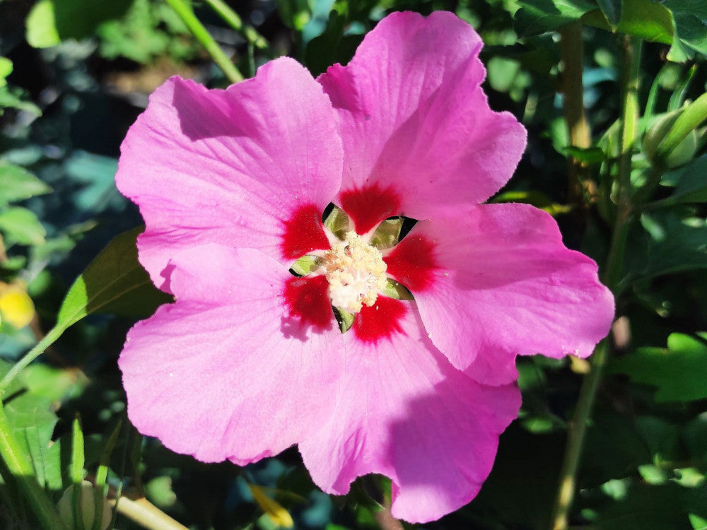 Hibiscus Rose (Hibiscus syriacus)