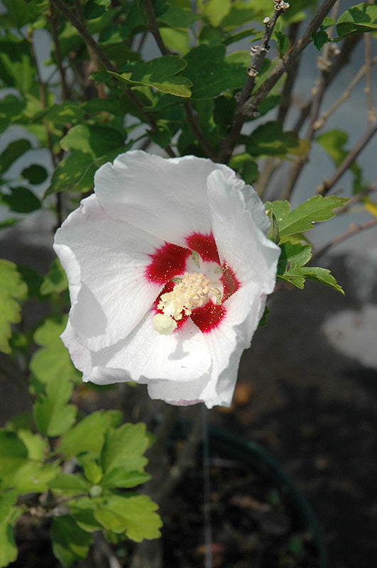 Hibiscus Blanc (Hibiscus syriacus alba)