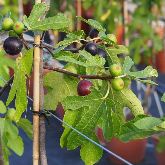 Figuier Ronde de Bordeaux (Ficus carica Ronde De Bordeaux)