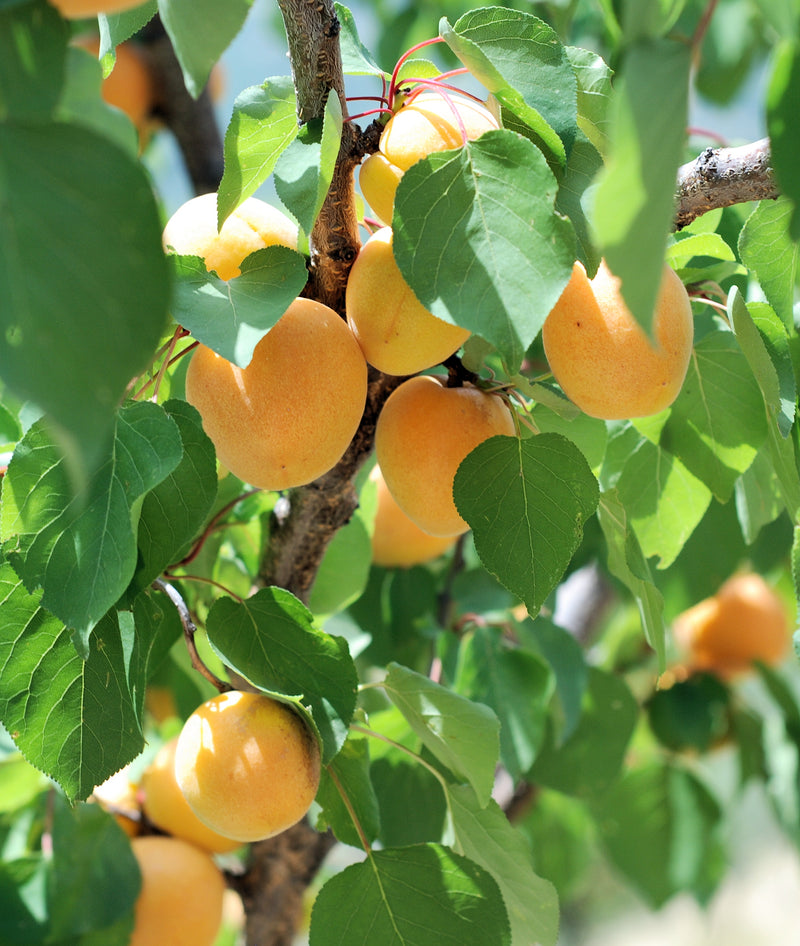 Abricotier Jaune orangé (Prunus Armeniaca)