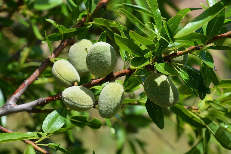 Amandier (Prunus amygdalus)