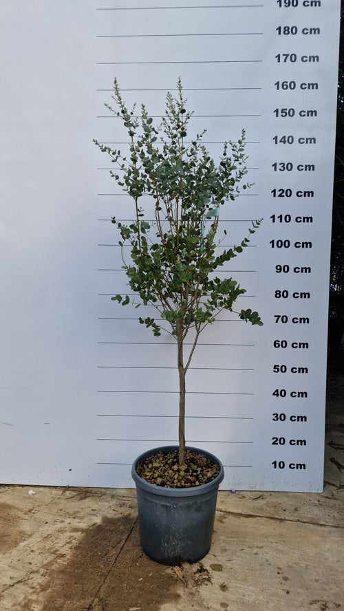 Eucalyptus à feuilles rondes (Eucalyptus Gunnii)