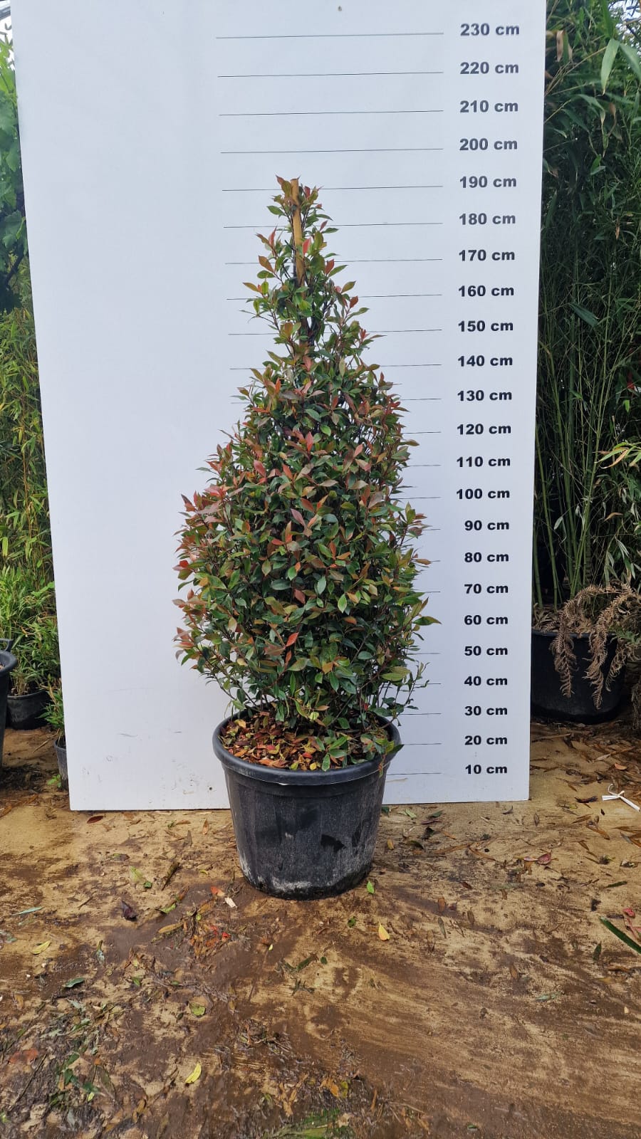 Photinia Fraseri 'Carré Rouge' en cône