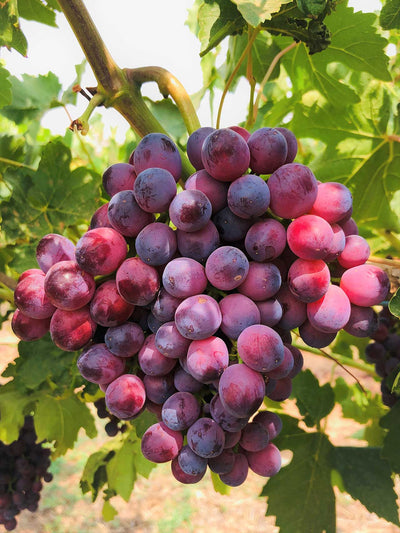 Vigne de table rouge