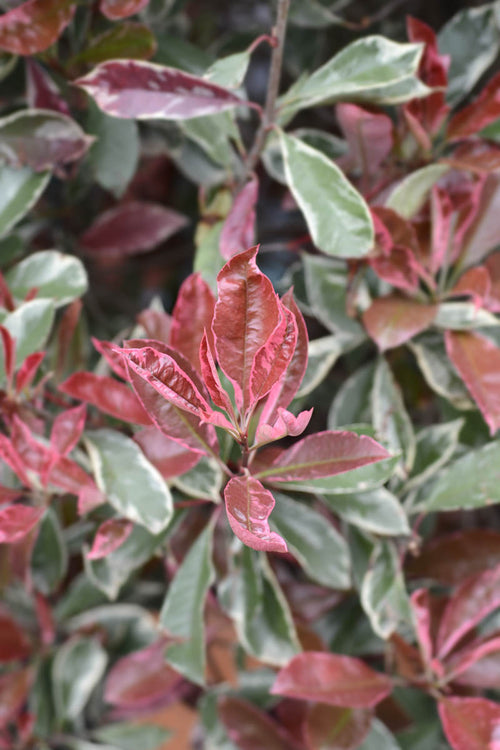 Photinia Pink Marble en tige