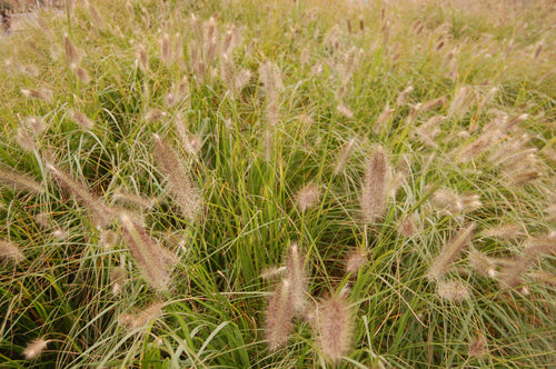 Herbe aux écouvillons (Pennisetum alopecuroides Hameln)