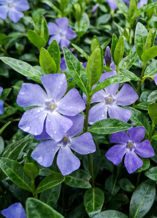 Pervenche (Vinca)