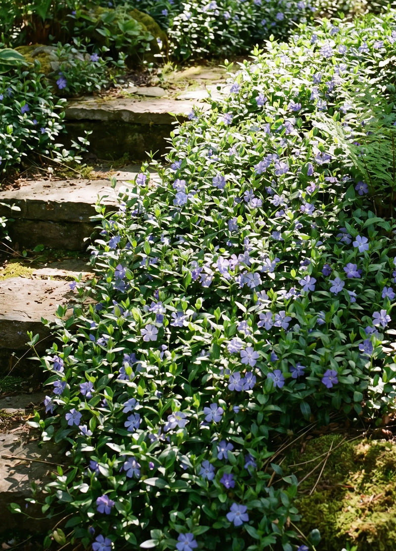 Pervenche (Vinca)