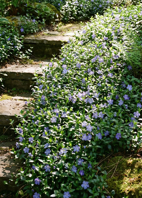 Pervenche (Vinca)